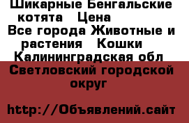 Шикарные Бенгальские котята › Цена ­ 25 000 - Все города Животные и растения » Кошки   . Калининградская обл.,Светловский городской округ 